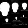 Skull Shape - Image 6
