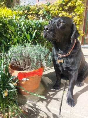 Pet Starter Pack - Dog - Image 3