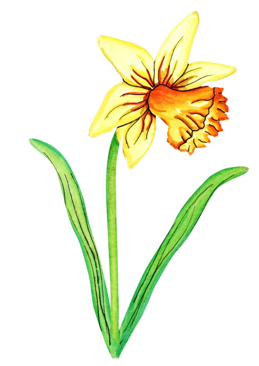 Delightful Daffodil - Image 2
