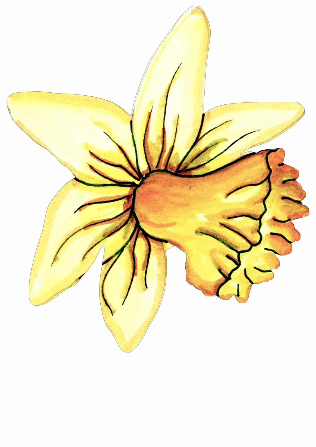 Delightful Daffodil - Image 3